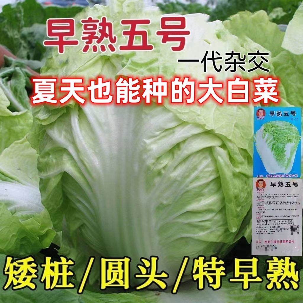 夏天大白菜早熟5号白菜种子50天耐寒抗病耐热菜种子耐高四季高产