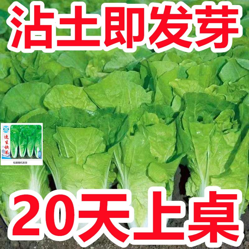 【20天速生】奶油快菜种子四季小白菜蔬菜青菜菜籽快菜籽菜种大全