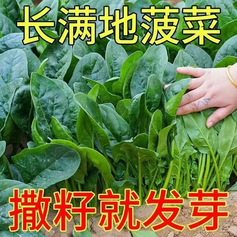 菠菜菜子四季播种易种植收获早健康抗病丰收高产家庭种植优选良种