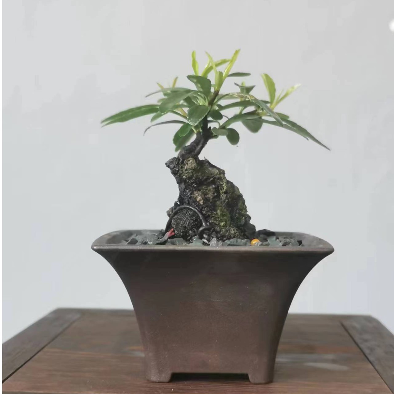 盆景盆栽一物一拍请按照对应的价格下单桃金娘苹果树