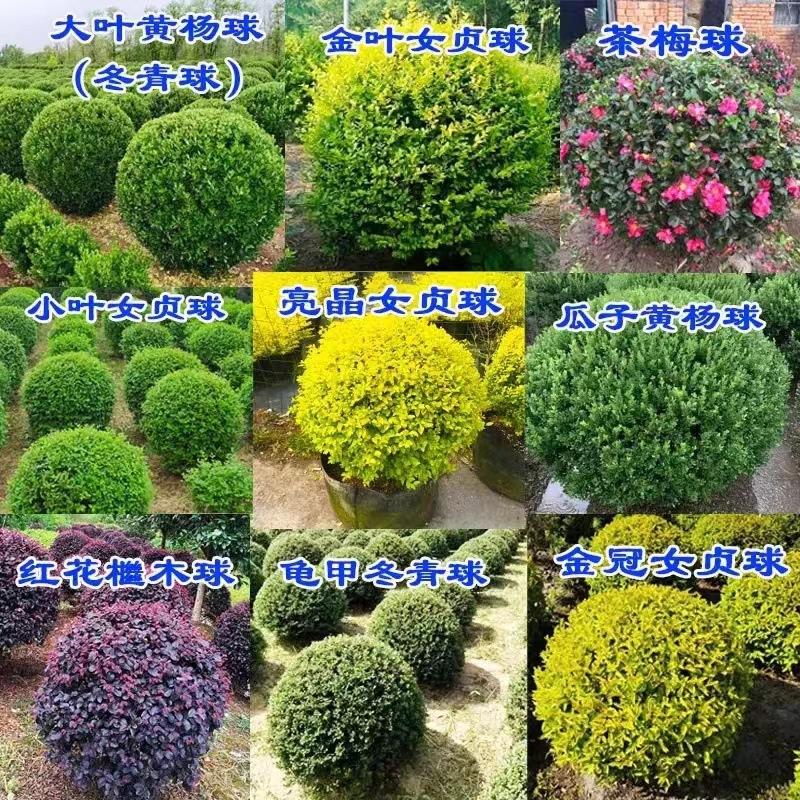 黄杨球红叶石楠树苗红花继木球状绿化庭院花卉大植物风景树工程苗