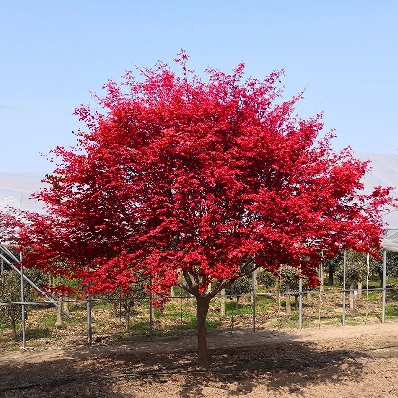 中国红枫树苗小叶红红枫树庭院景观植物盆栽地栽南北方均可种植