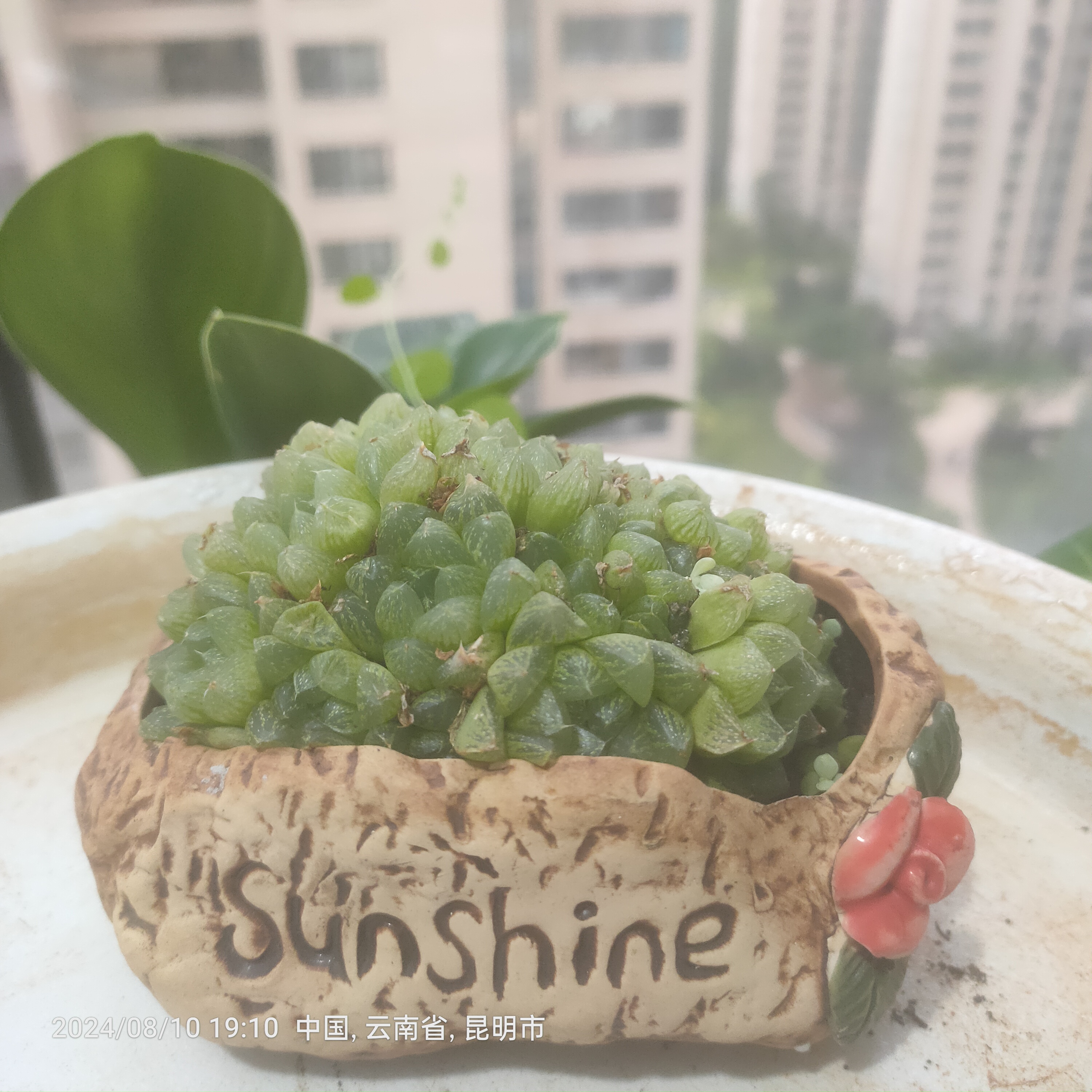 云南花痴艺术展示