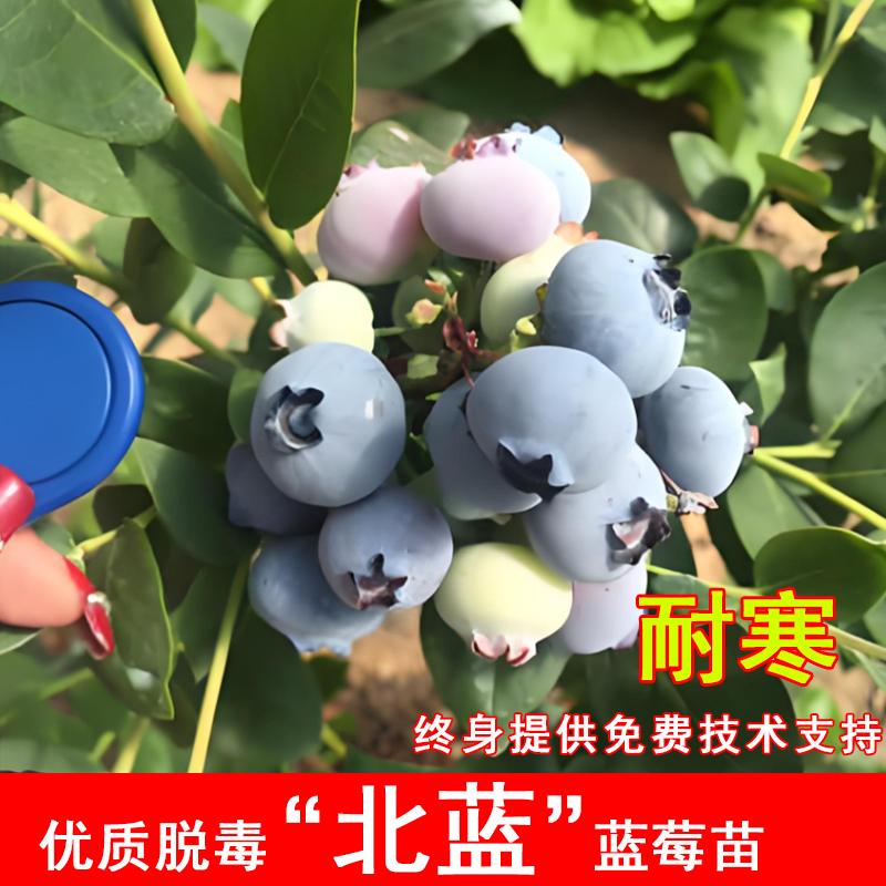 北蓝蓝莓树果苗耐寒蓝莓树苗四季盆栽庭院地栽南方北方种当年结果
