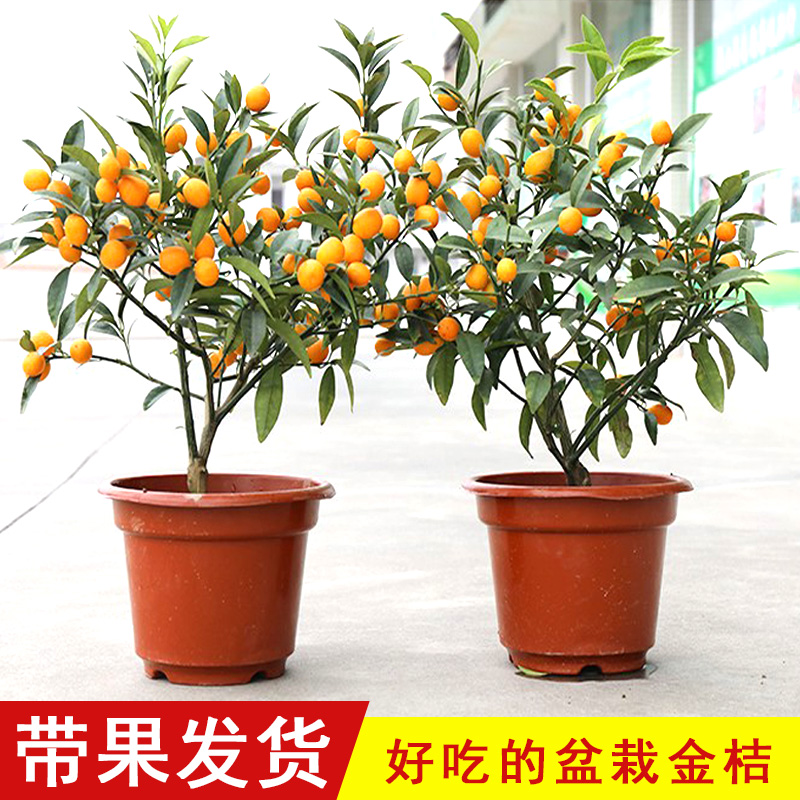 带果金桔盆栽树苗四季果树食用小金桔子苗脆皮金橘果种植当年结果