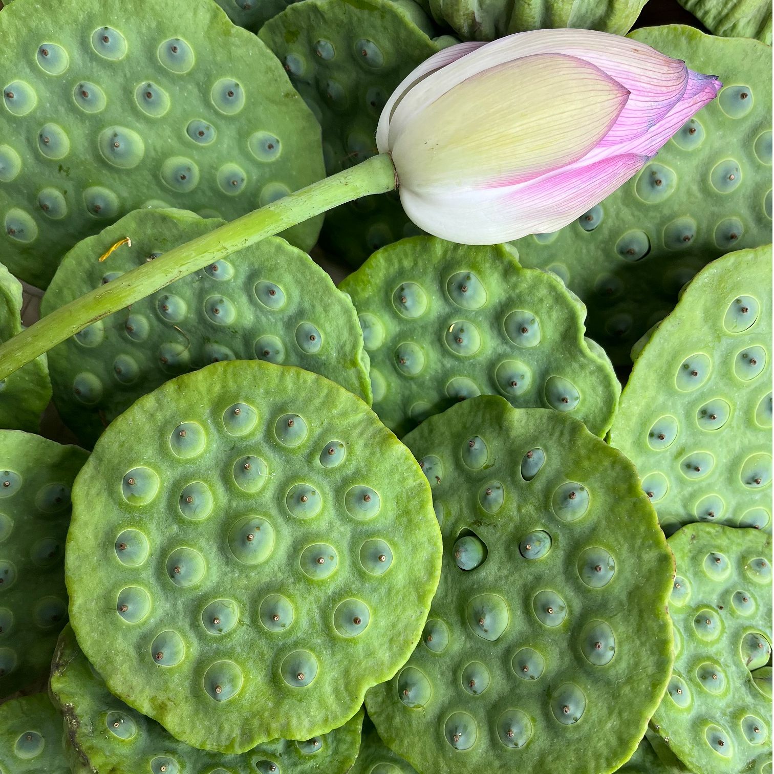江西新鲜莲蓬生吃煲粥现摘农家应季绿色蔬菜水果白莲顺丰包邮