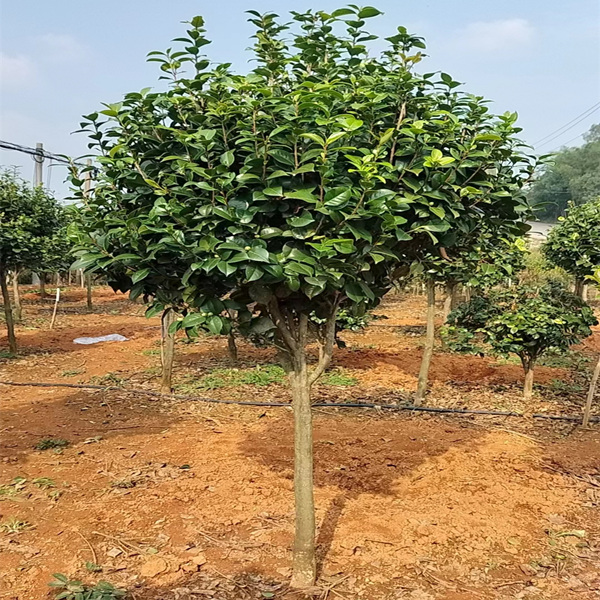 红绣球茶花树苗庭院别墅地栽盆栽大型四季常青山茶花大树