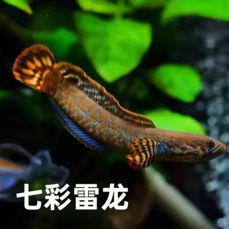 七彩雷龙苗子2-3