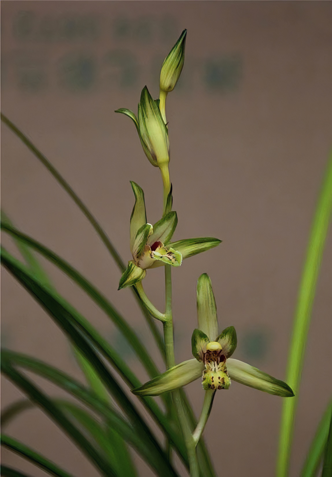 直播间精品兰花小黄车专用