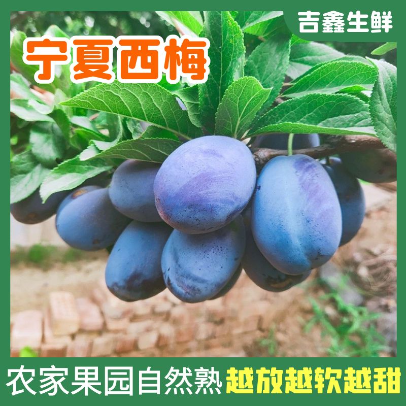 现货宁夏西梅新鲜3/5斤西水果当季整箱甜包邮