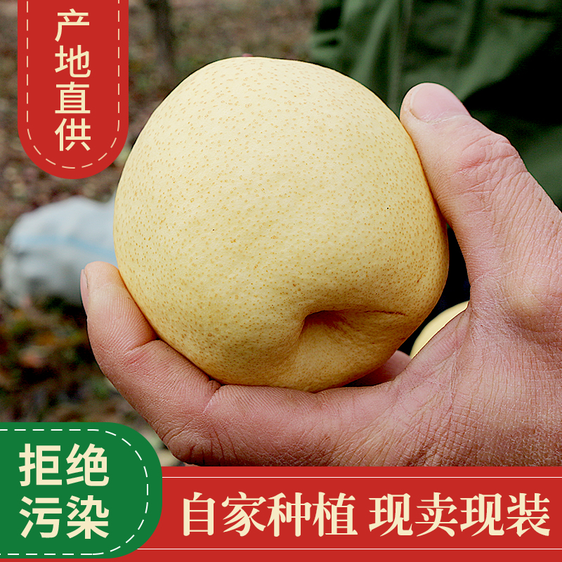 壶口酥梨鸭梨非冻梨香甜陕北砀山梨子皮薄饱满好吃食用爽口营养