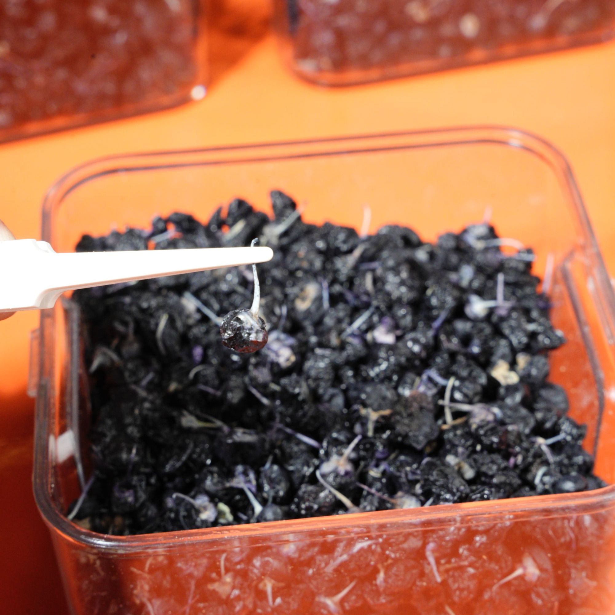 黑枸杞青海头茬高海拔正品100克