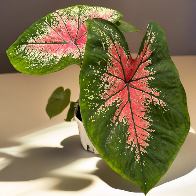 莫妮卡彩叶芋（卖成品，不看球大小）