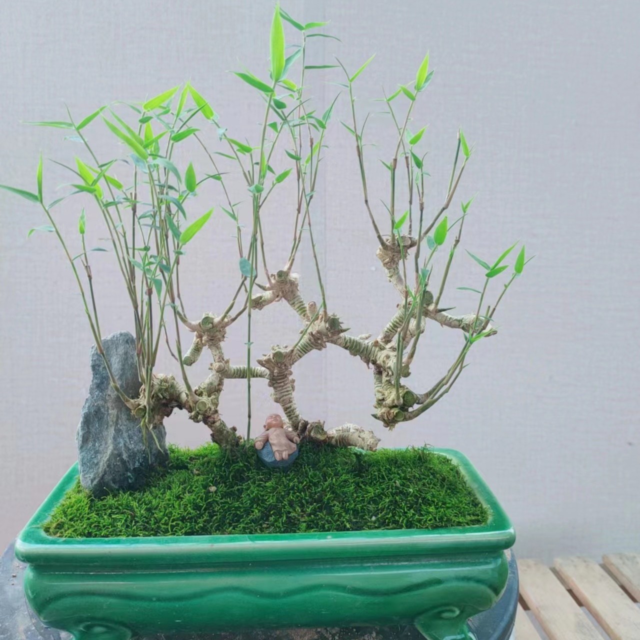 梵花御景,植物开花高端盆景实心青龙竹可盆栽可观赏
