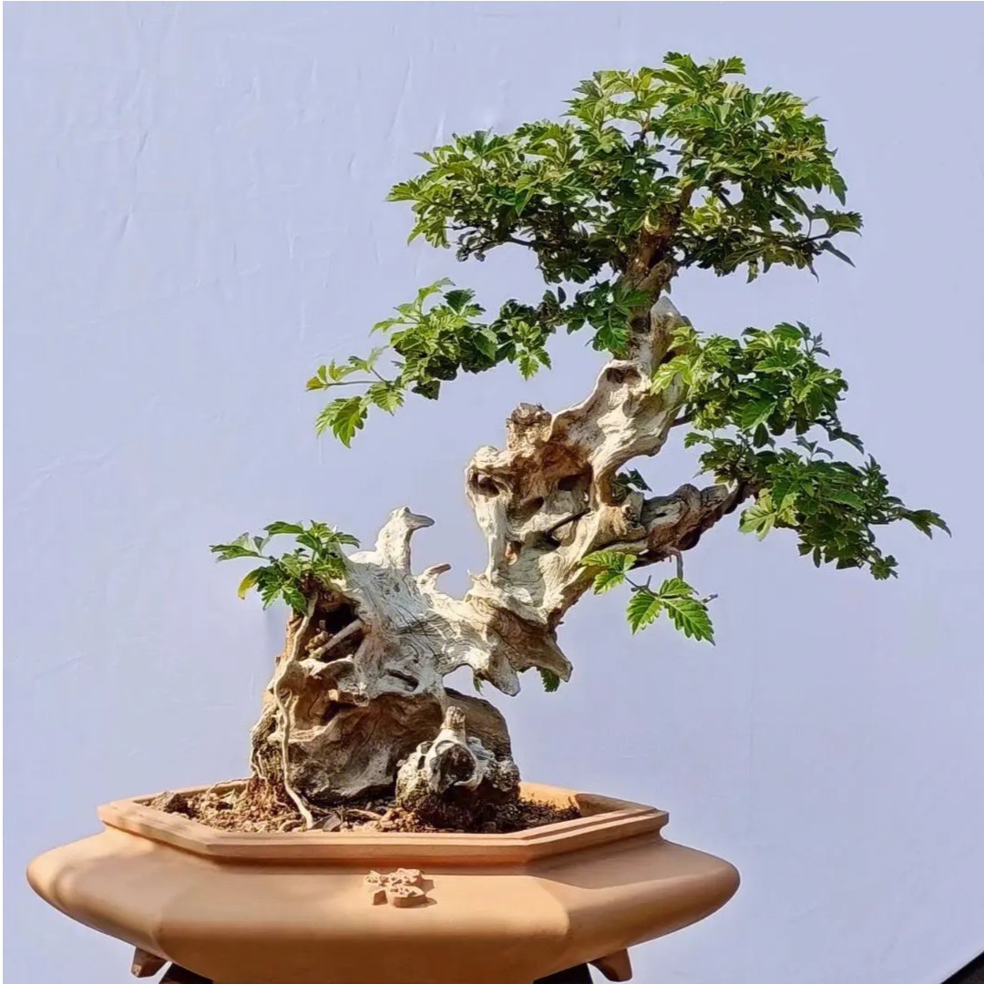 盆景素材【直播专用】一物一拍