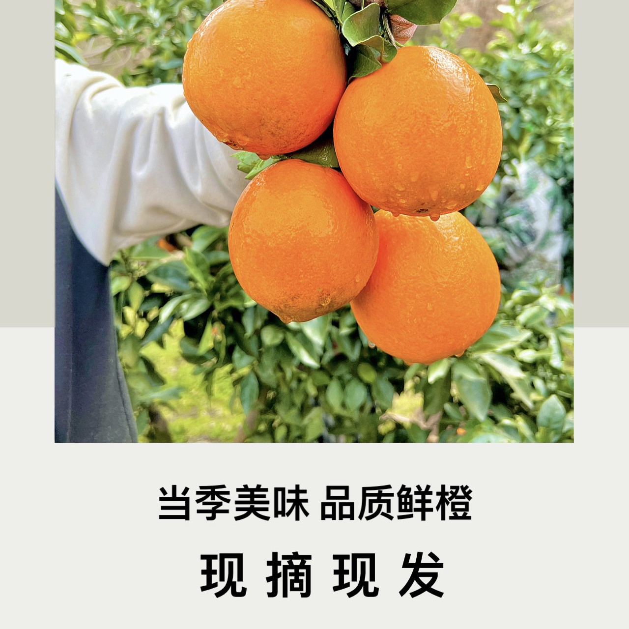 「助农福利专场」新鲜正宗纽和尔脐橙现摘现发