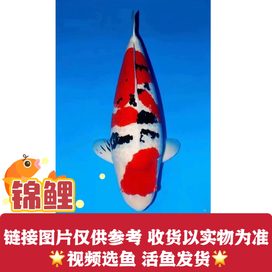 锦鲤鱼水族活体锦鲤