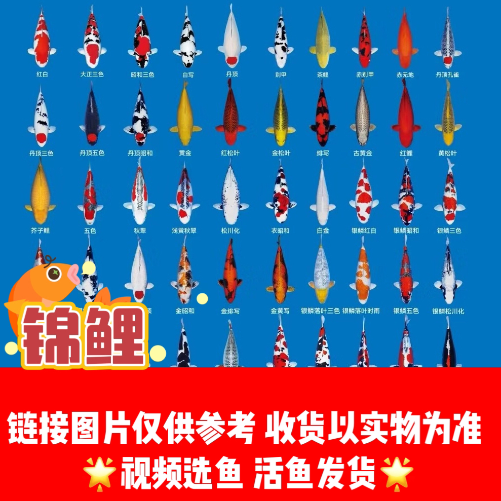 锦鲤鱼水族活体锦鲤【小鱼链接】