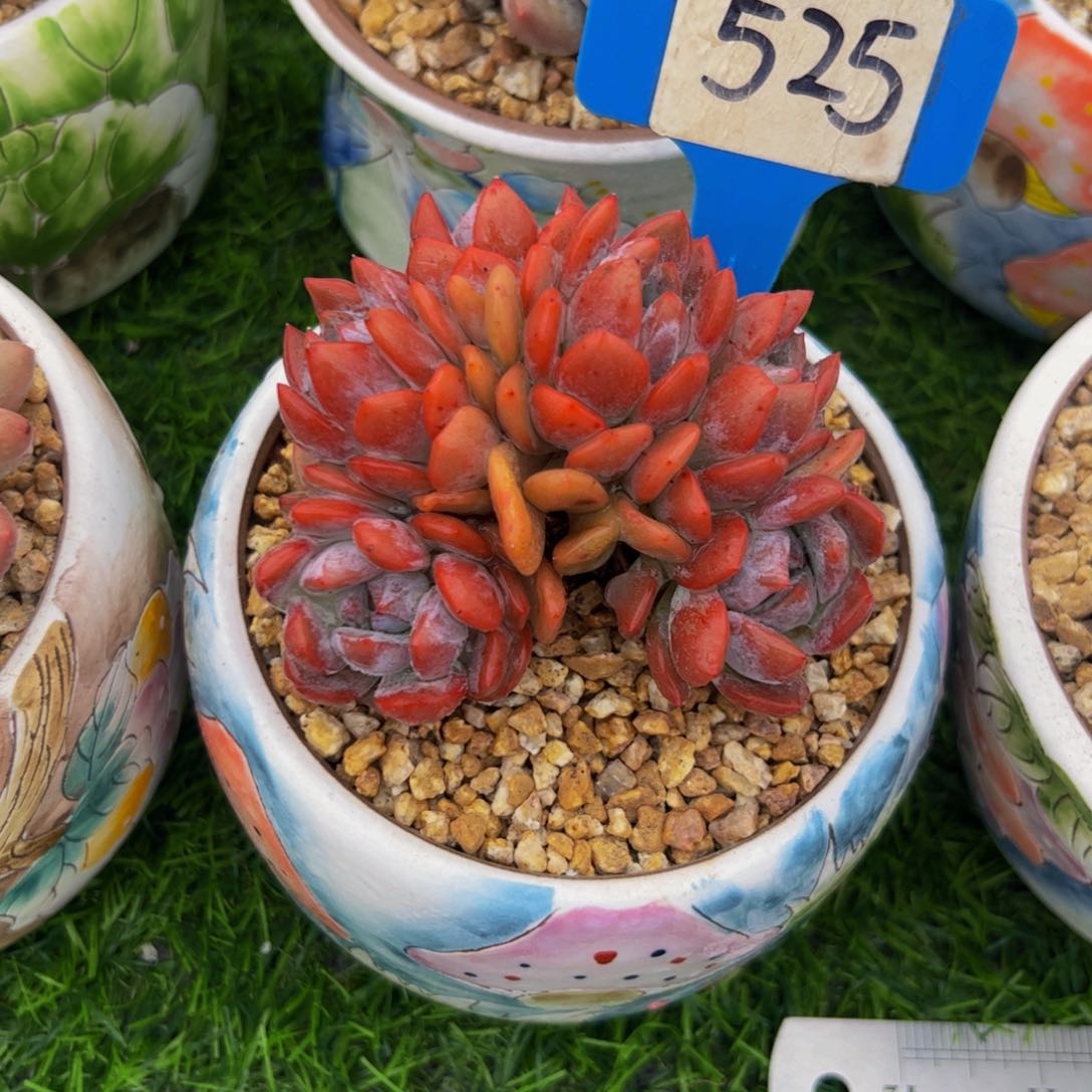 燕*?多肉植物朵朵缀525