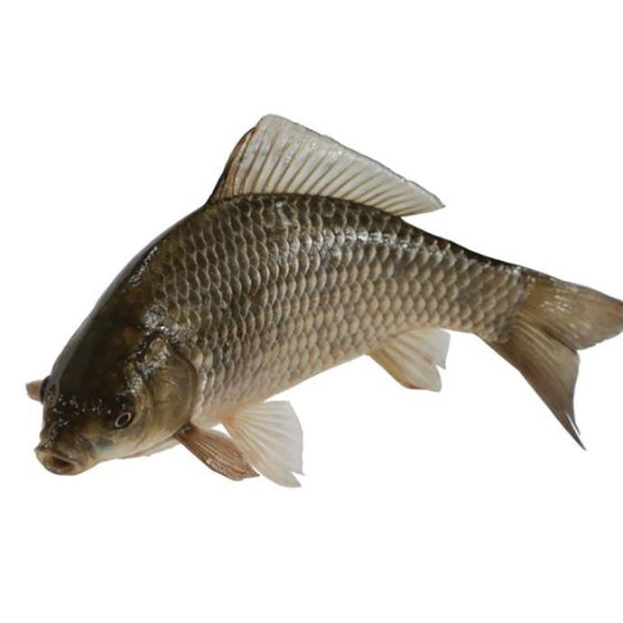 鲫鱼300g-350g