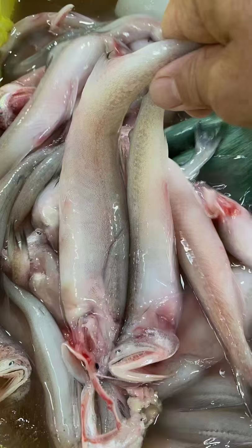 东海纯鲜九肚鱼豆腐鱼500克