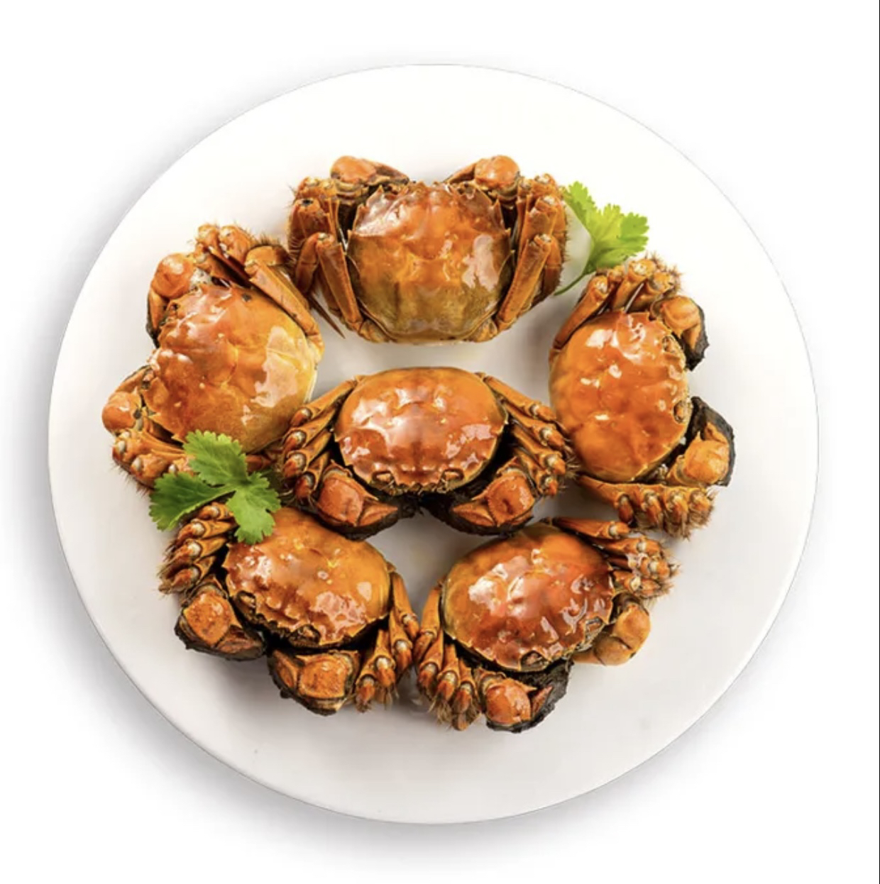 （鲜活）全母蟹江苏清水大闸蟹1.5-1.8两10只