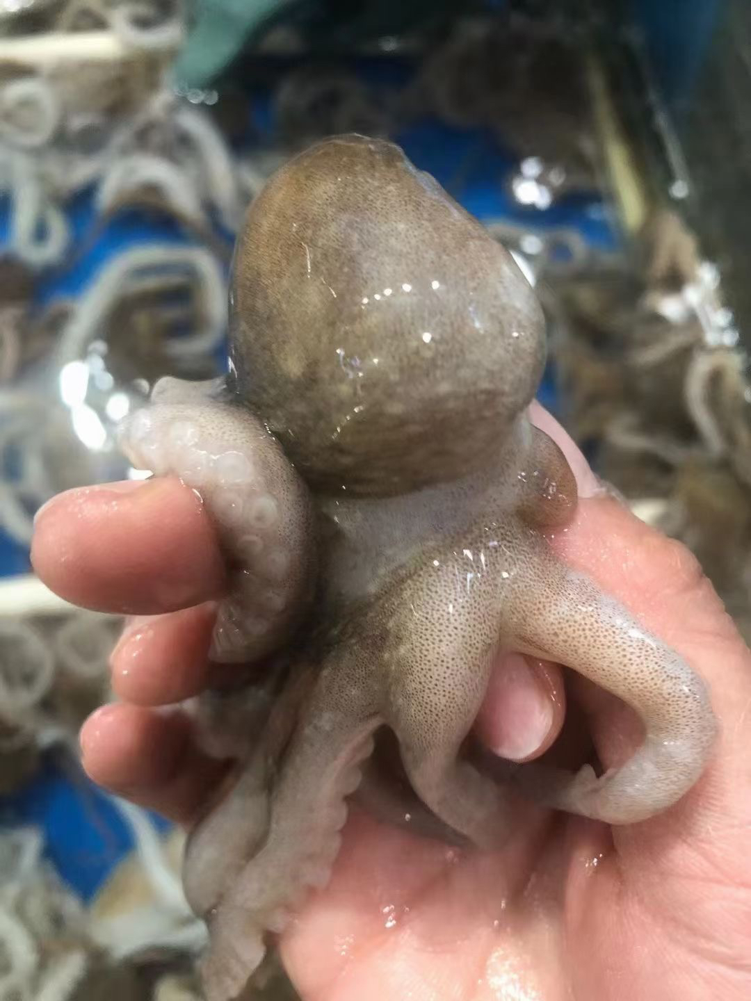 鲜活八爪鱼章鱼500克