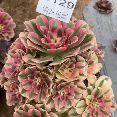 女巫多肉多肉3129