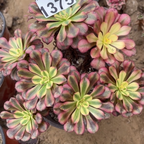 红颜多肉多肉1375