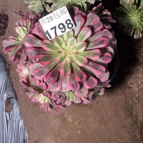 红铜多的人肉的1798