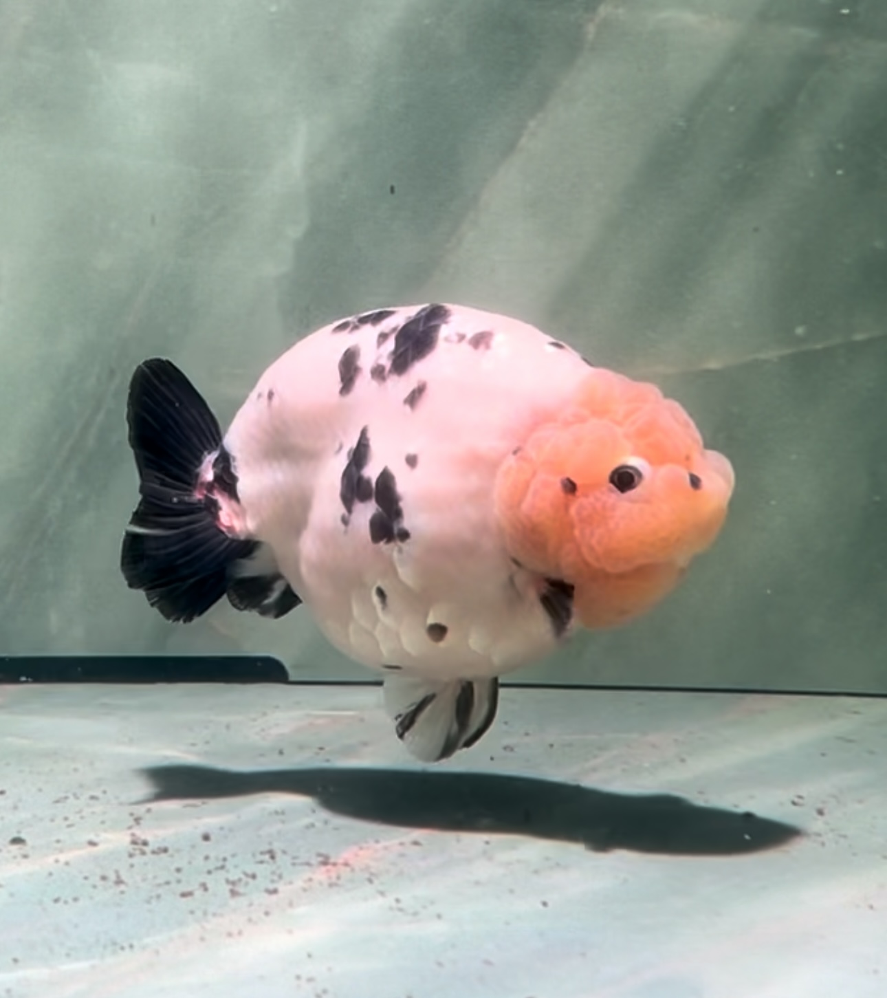 小鹿家的精品兰寿