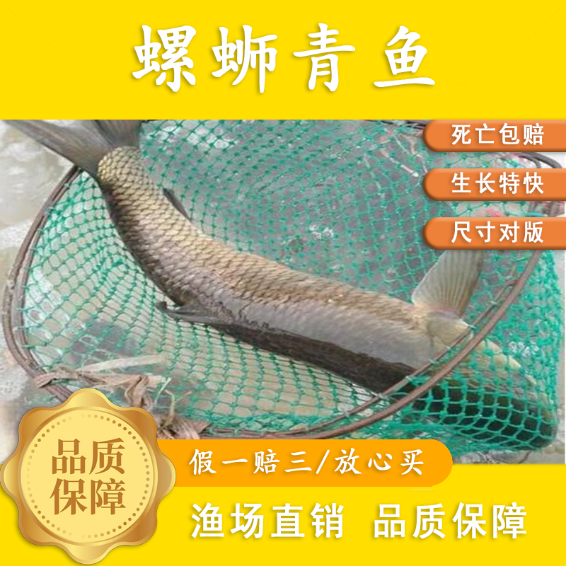 优质螺蛳青鱼 淡水养殖大规格渔场直发包赔发货运输