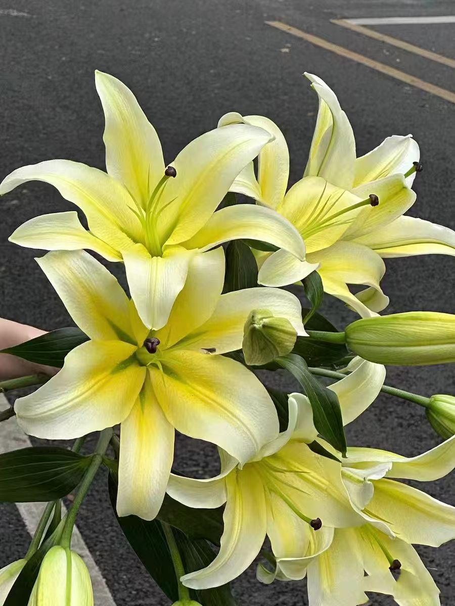 混拍香水百合5颗+肥料四季可种