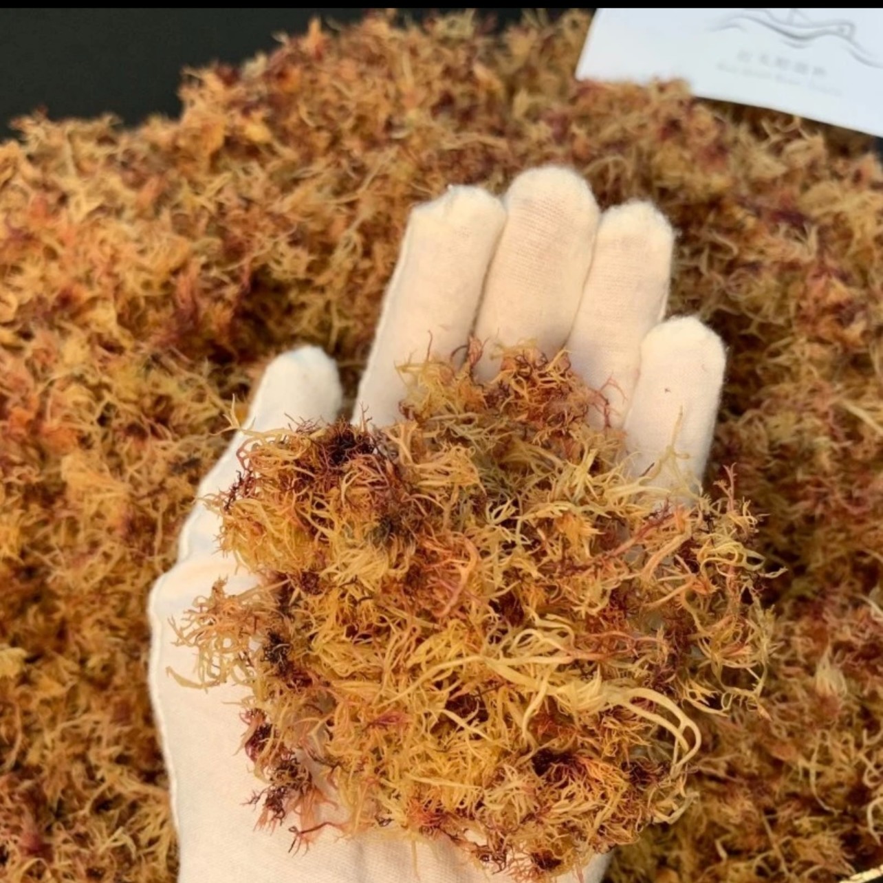 主播推荐 广东 汕头 南澳本港赤菜 渔民自晒 干货 花胶