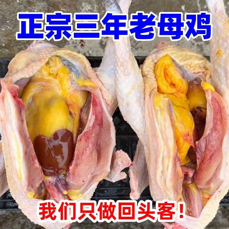 【两年下蛋老母鸡】散养草鸡现杀土鸡整鸡月子鸡笨鸡柴鸡走地鸡肉