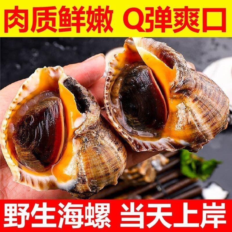鲜活海螺野生超肥海鲜水产贝类螺类产地直销批发