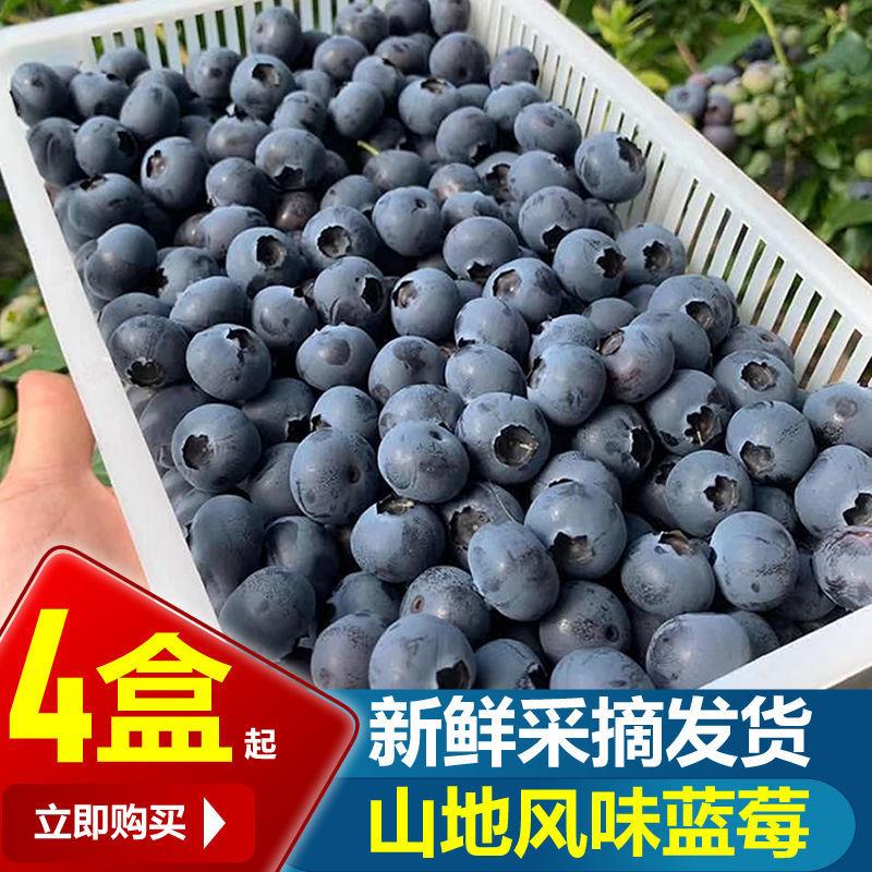 【顺丰包邮】丹东山地现摘蓝莓鲜果大果新鲜水果蓝莓孕妇宝宝辅食