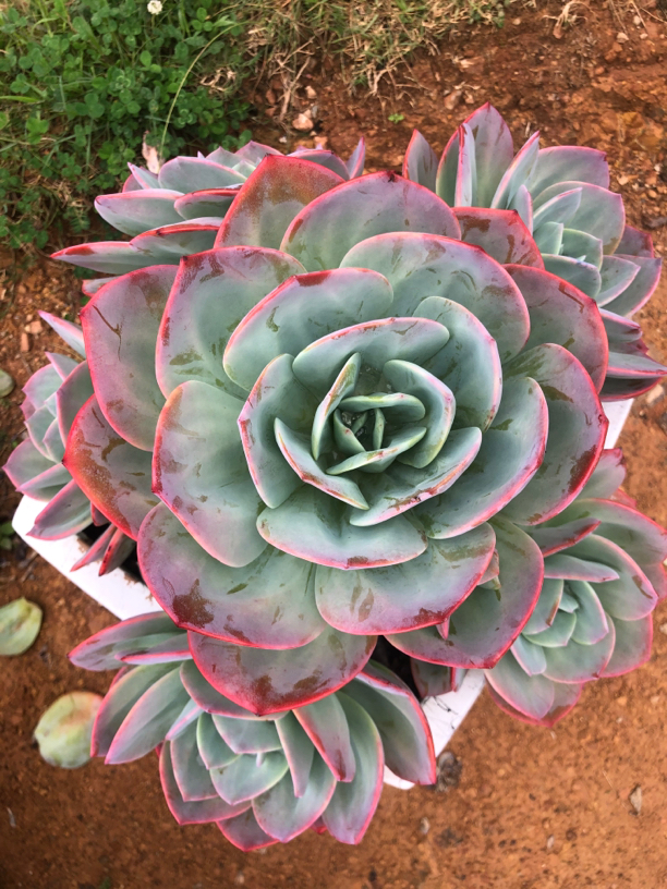 意境多肉3号链接