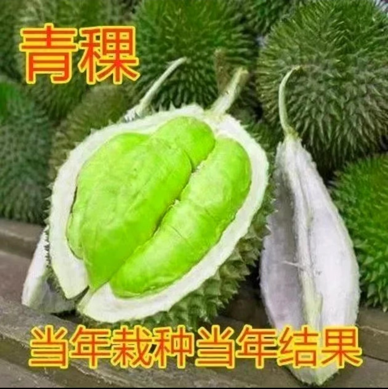 青皮青肉榴莲树苗南北方可耐寒耐热青尼榴莲树苗可盆栽地载金结果