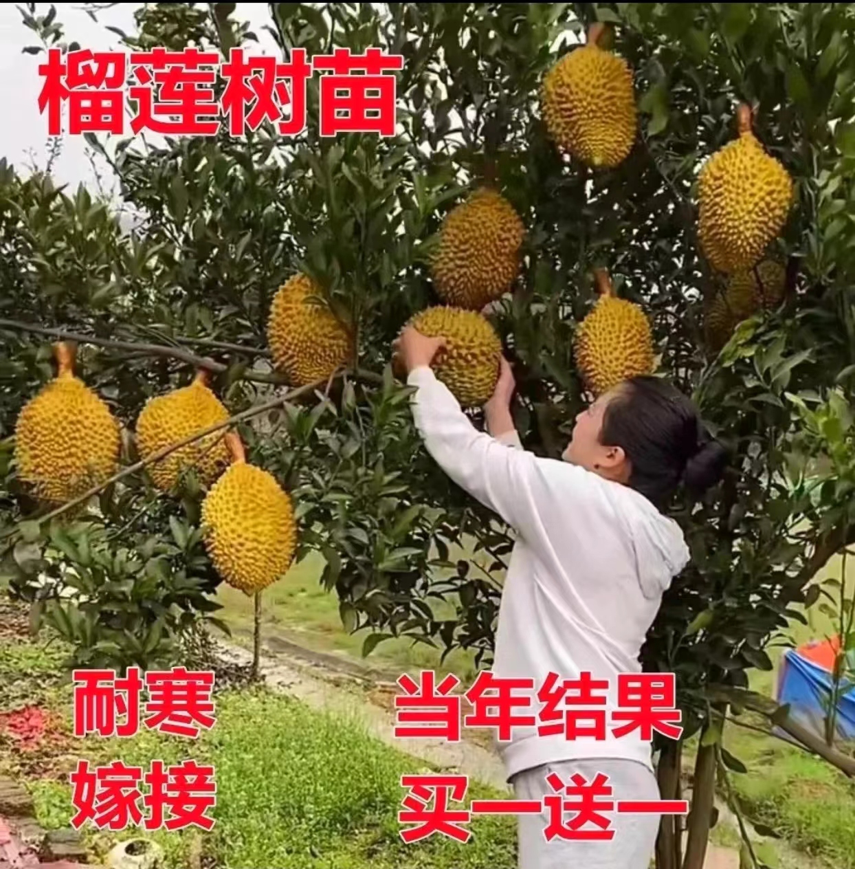 榴莲果树苗嫁接种盆栽地栽北南方种植耐寒金枕猫山王当年结果