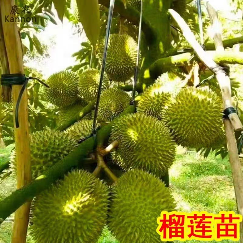 四季种植榴莲苗盆栽果树苗南方北方种植猫山王泰国金枕头当年结果