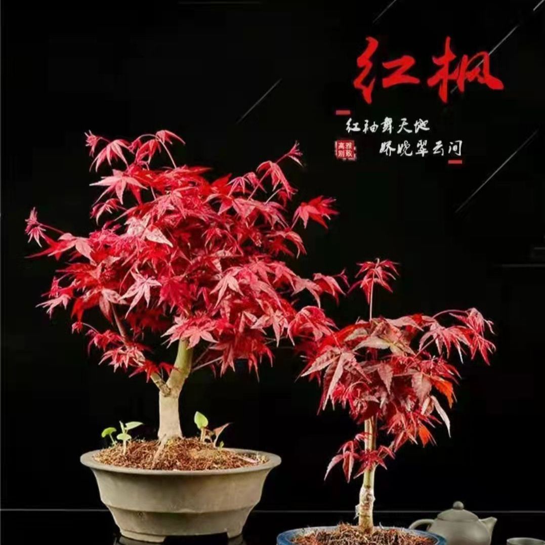 红舞姬  出猩猩 小盆栽 一物一拍