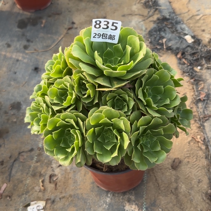 绿羊绒……多肉植物……