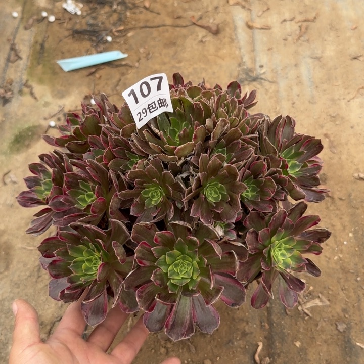 安娜……多肉植物……