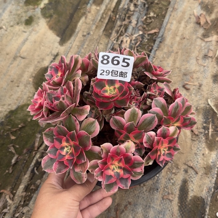 女巫……多肉植物……