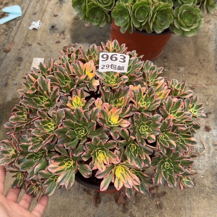 甜茶……多肉植物……