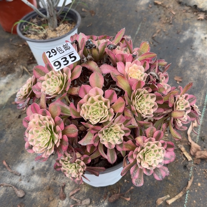 红铜白……多肉植物……
