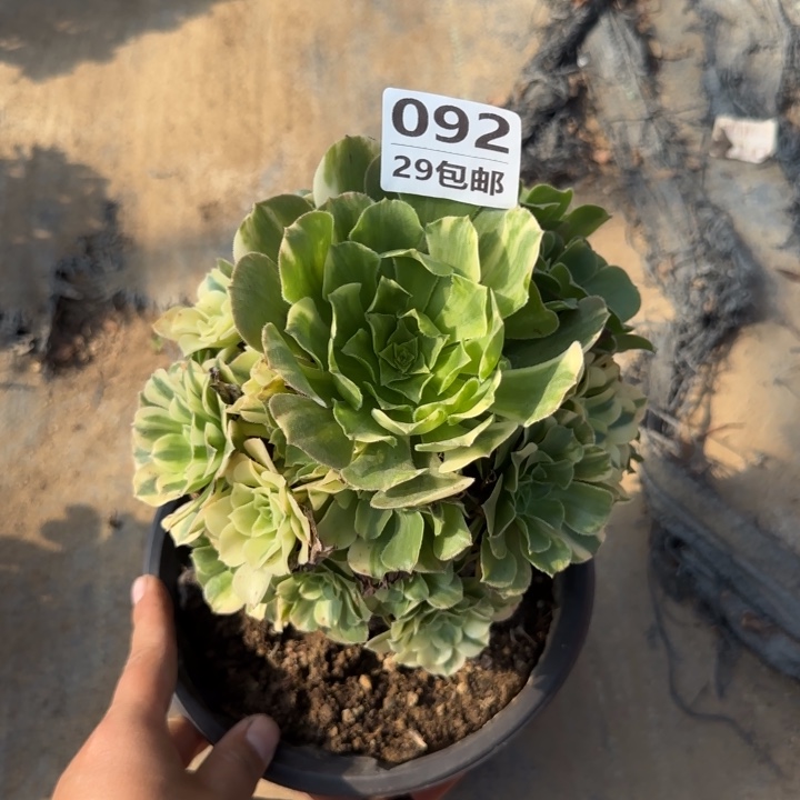 金丝翡翠……多肉植物……