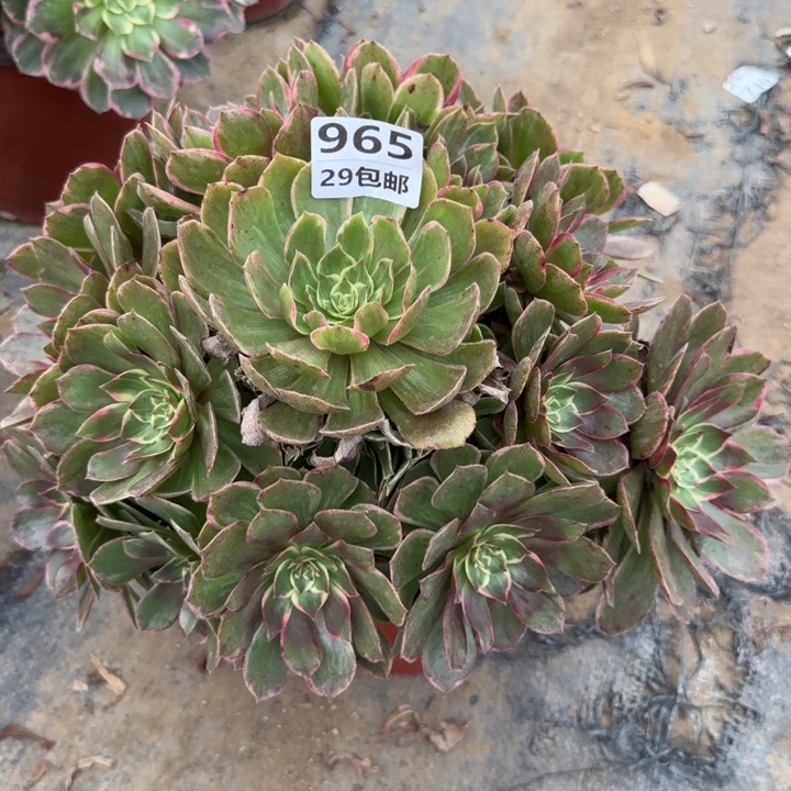 莲花坐……多肉植物的