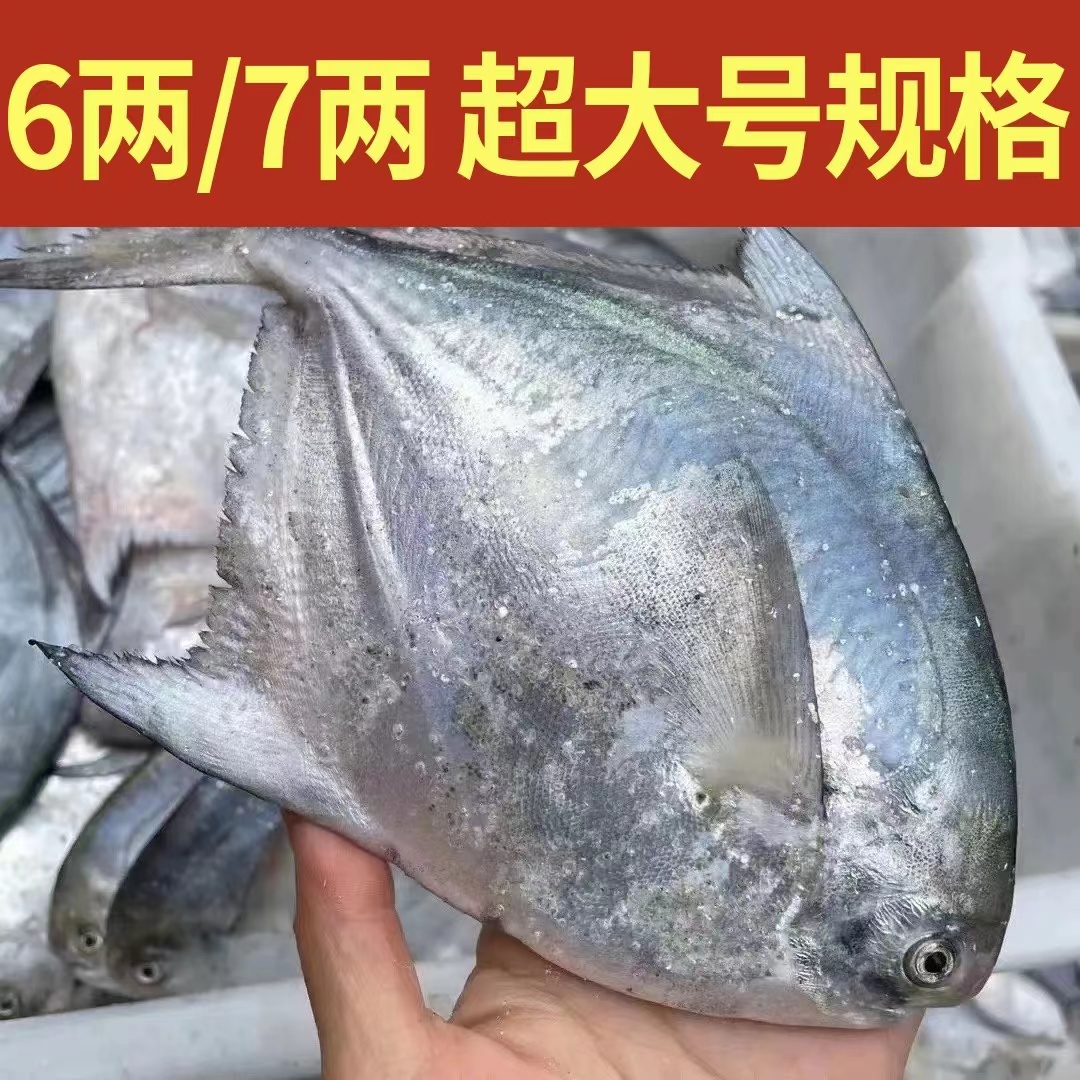 特大规格流网冰鲜白鲳【每条5-6两】野生银鲳舟山台州码头送小白鲳